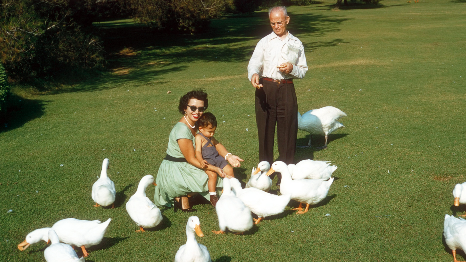 Mother, child, and grandfather on green, green grass and surrounded by white geese